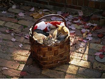 开罗游戏《时尚洋品店物语》Steam页面上线 支持中文